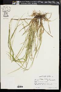 Carex oxylepis image