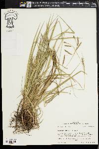 Carex oxylepis image