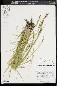 Carex oxylepis image