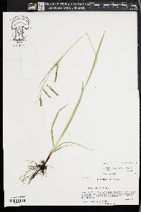Carex oxylepis image