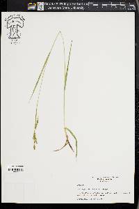 Carex oxylepis image