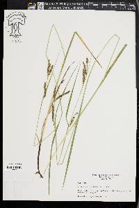 Carex oxylepis image