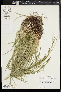 Carex oxylepis image