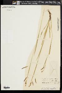 Carex oxylepis image