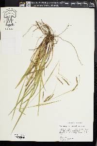 Carex oxylepis image