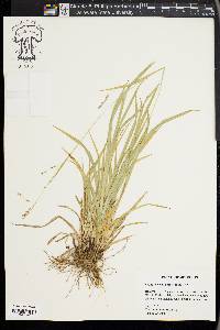 Carex oxylepis image