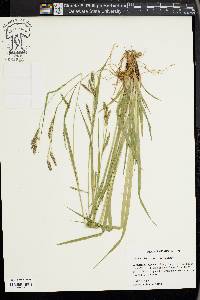 Carex oxylepis image