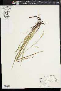 Carex oxylepis image