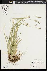 Carex oxylepis image