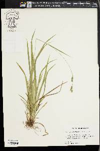 Carex oxylepis image