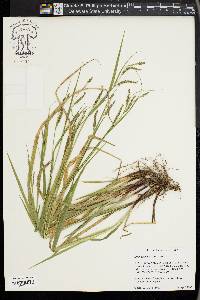 Carex oxylepis image