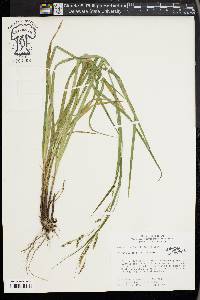 Carex oxylepis image