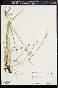 Carex oxylepis image