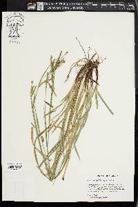 Carex oxylepis image