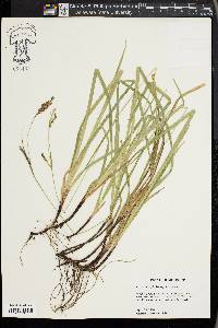 Carex oxylepis image