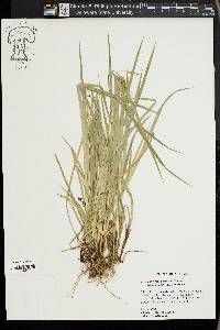 Carex oxylepis image