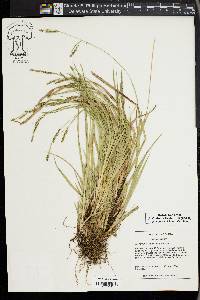 Carex oxylepis image