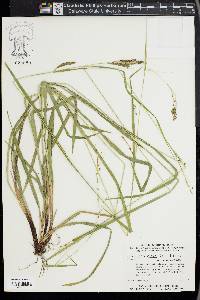 Carex oxylepis image