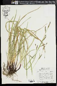 Carex oxylepis image