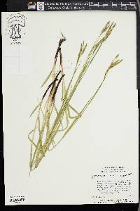 Carex oxylepis image