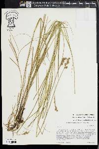 Carex ozarkana image