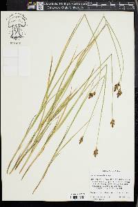 Carex pachystachya image