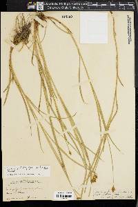 Carex pachystachya image