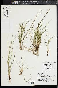 Carex paeninsulae image