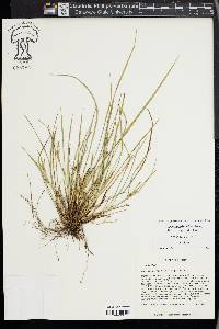 Carex paeninsulae image