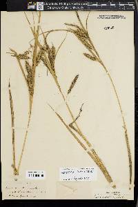 Carex paleacea image