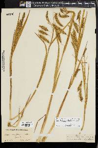 Carex paleacea image