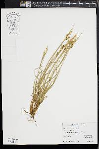 Carex pallescens image