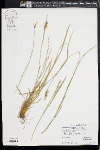 Carex pallescens image