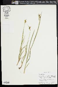 Carex pallescens image