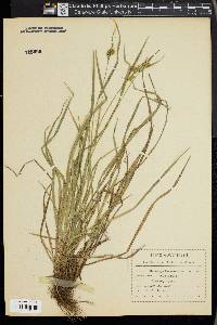 Carex pallescens image