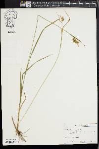 Carex pallescens image