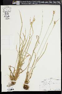 Carex pallescens image