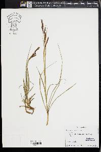 Carex panicea image