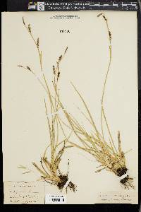 Carex panicea image