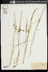 Carex paupercula image