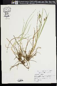 Carex paupercula image