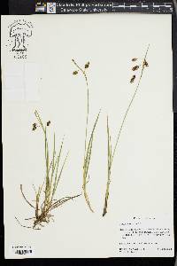 Carex paupercula image