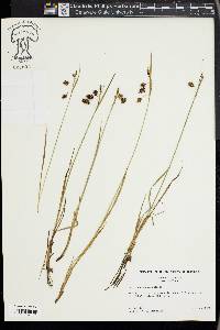 Carex paupercula image