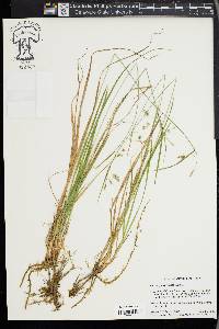 Carex paupercula image