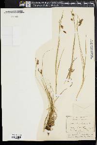 Carex paupercula image