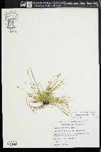 Carex pedunculata image