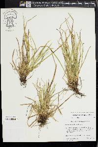 Carex pedunculata image