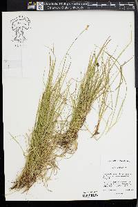 Carex peckii image