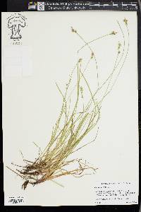 Carex peckii image