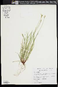 Carex peckii image